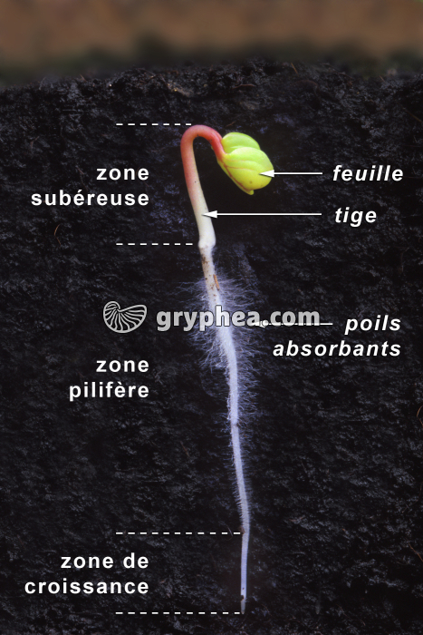 Germination du radis - graine germée - vue annotée - gryphea.com